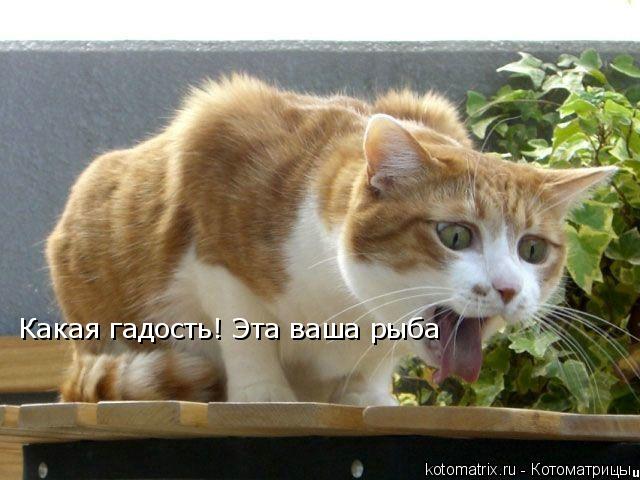 Какая гадость! Эта ваша рыба... Котоматрица: Какая гадость! Эта ваша рыба