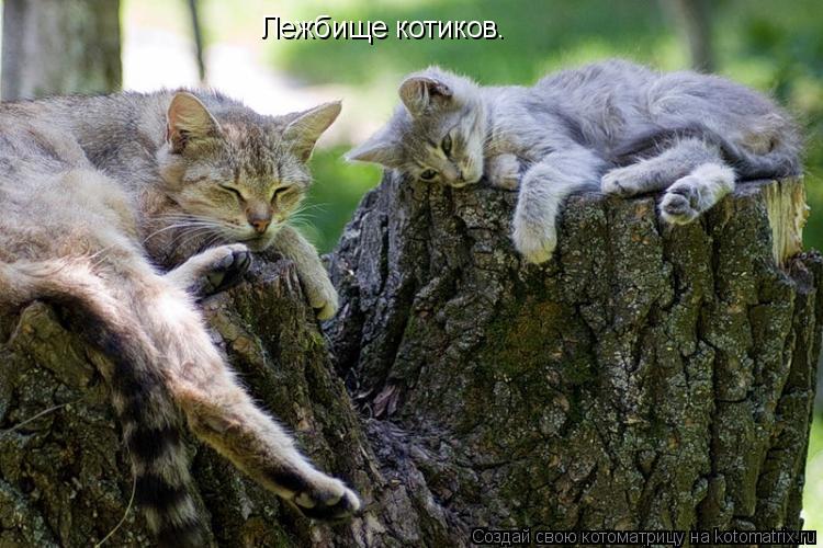 Лежбище котиков.... Котоматрица: Лежбище котиков.