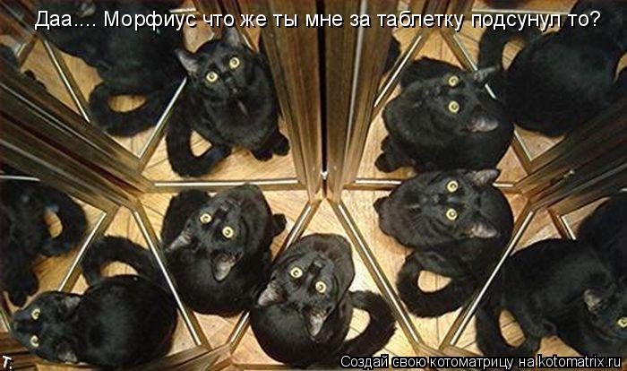 Даа.... Морфиус что же ты мне за таблетку подсунул то?... Котоматрица: Даа.... Морфиус что же ты мне за таблетку подсунул то?