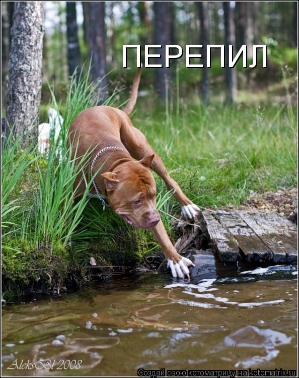 ПЕРЕПИЛ... Котоматрица: ПЕРЕПИЛ