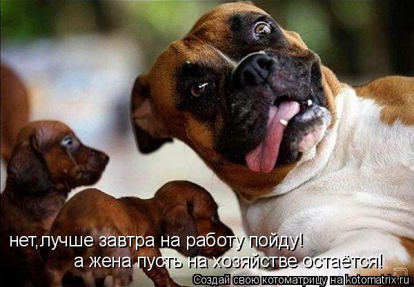 нет,лучше завтра на работу пойду! а жена пусть на хозяйстве остаётся!... Котоматрица: нет,лучше завтра на работу пойду! а жена пусть на хозяйстве остаётся!