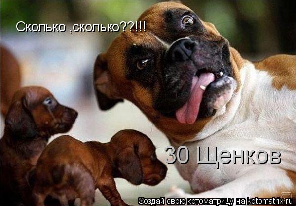 Сколько ,сколько??!!! 30 Щенков... Котоматрица: Сколько ,сколько??!!! 30 Щенков