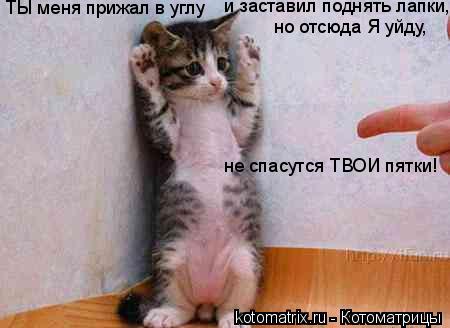 ТЫ меня прижал в углу и заставил поднять лапки, но отсюда Я уйду, не спасутся ТВОИ пятки!... Котоматрица: ТЫ меня прижал в углу и заставил поднять лапки, но отсюда Я уйду, не спасутся ТВОИ пятки!