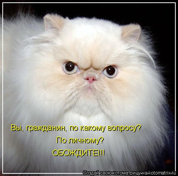 Вы, гражданин, по какому вопросу? По личному? ОБОЖДИТЕ!!!... Котоматрица: Вы, гражданин, по какому вопросу? По личному? ОБОЖДИТЕ!!!
