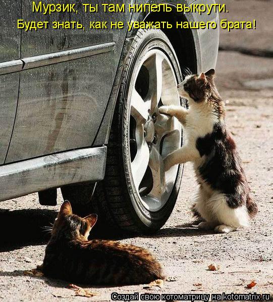 Мурзик, ты там нипель выкрути. Будет знать, как не уважать нашего брата!... Котоматрица: Мурзик, ты там нипель выкрути. Будет знать, как не уважать нашего брата!