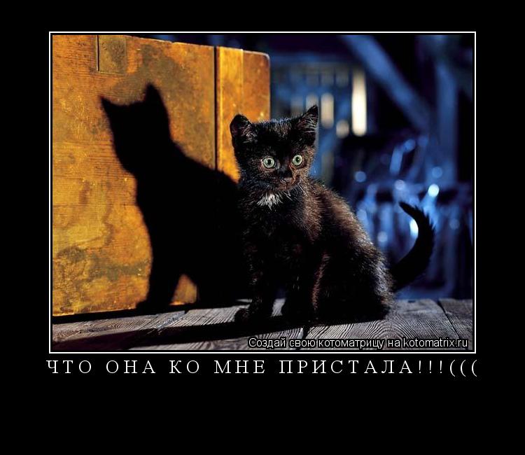 ЧТО ОНА КО МНЕ ПРИСТАЛА!!!((( ... Котоматрица: ЧТО ОНА КО МНЕ ПРИСТАЛА!!!(((