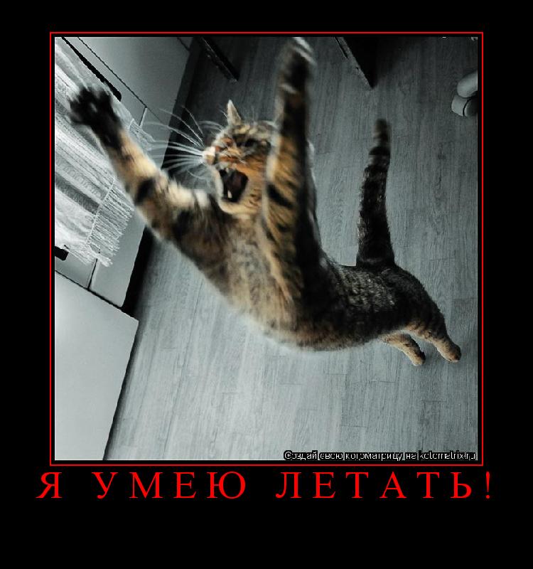 Я умею летать! ... Котоматрица: Я умею летать!