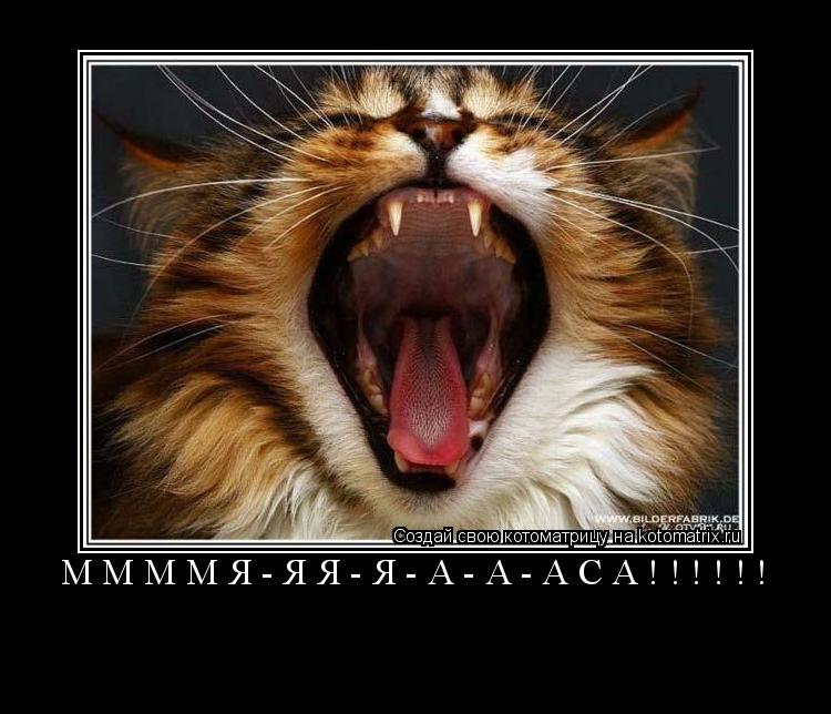 ММММЯ-ЯЯ-Я-А-А-АСА!!!!!! ... Котоматрица: ММММЯ-ЯЯ-Я-А-А-АСА!!!!!!