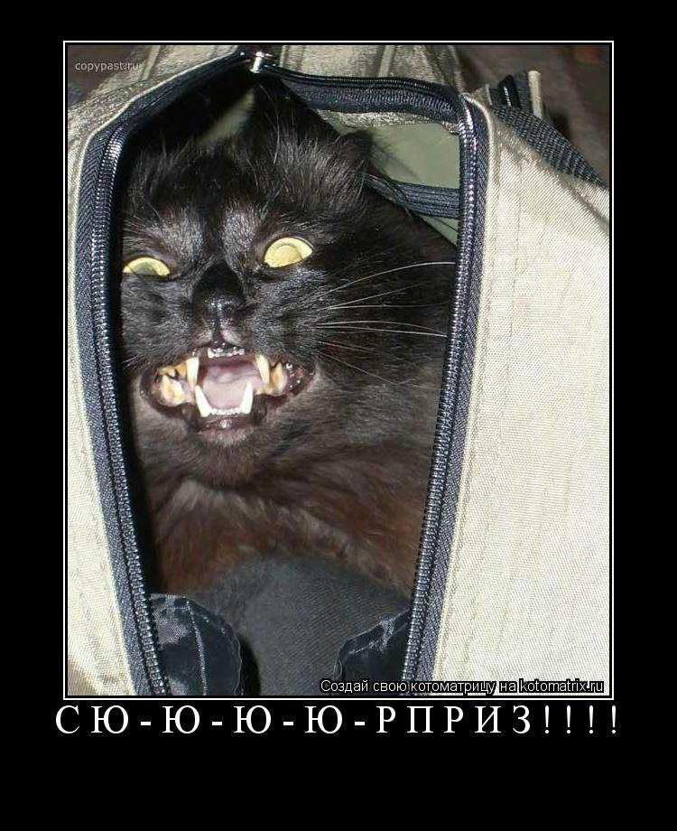 СЮ-Ю-Ю-Ю-РПРИЗ!!!! ... Котоматрица: СЮ-Ю-Ю-Ю-РПРИЗ!!!!