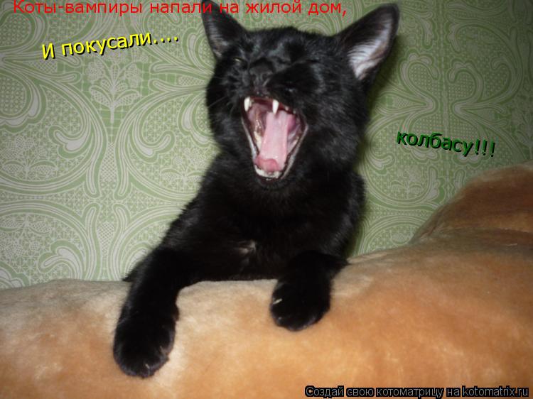 Коты-вампиры напали на жилой дом, И покусали.... колбасу!!!... Котоматрица: Коты-вампиры напали на жилой дом, И покусали.... колбасу!!!