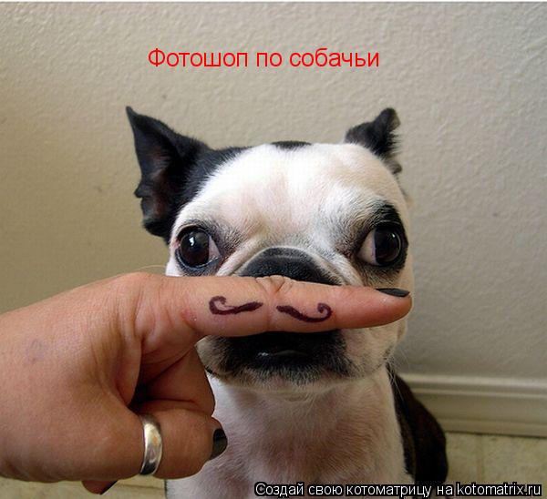 Фотошоп по собачьи... Котоматрица: Фотошоп по собачьи