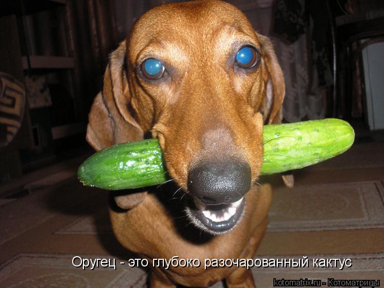 Оругец - это глубоко разочарованный кактус... Котоматрица: Оругец - это глубоко разочарованный кактус
