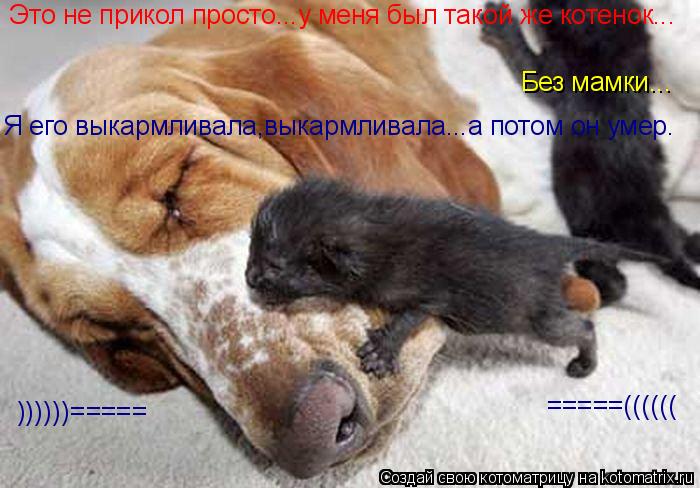 Это не прикол просто...у меня был такой же котенок... Без мамки... Я его выкармливала,выкармливала...... Котоматрица: Это не прикол просто...у меня был такой же котенок... Без мамки... Я его выкармливала,выкармливала...а потом он умер. =====(((((( ))))))=====