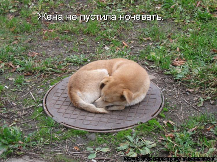 Жена не пустила ночевать.... Котоматрица: Жена не пустила ночевать.