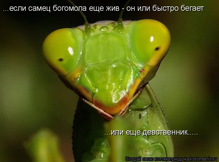 ...если самец богомола еще жив - он или быстро бегает ...или еще девственник........ Котоматрица: ...если самец богомола еще жив - он или быстро бегает ...или еще девственник.....