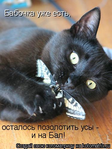 Бабочка уже есть, и на Бал! осталось позолотить усы -... Котоматрица: Бабочка уже есть, и на Бал! осталось позолотить усы -