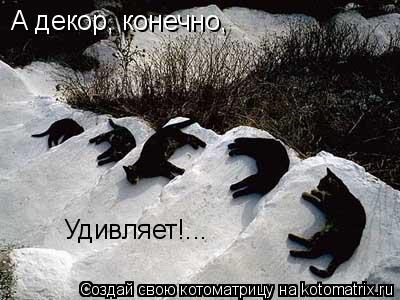 А декор, конечно, Удивляет!...... Котоматрица: А декор, конечно, Удивляет!...