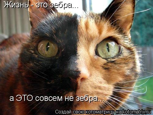 Жизнь - это зебра... а ЭТО совсем не зебра...... Котоматрица: Жизнь - это зебра... а ЭТО совсем не зебра...