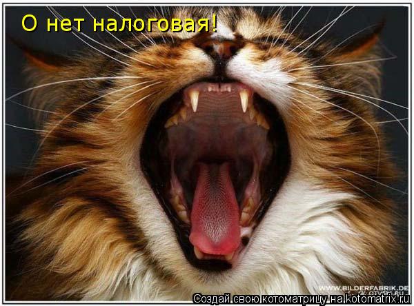 О нет налоговая!... Котоматрица: О нет налоговая!
