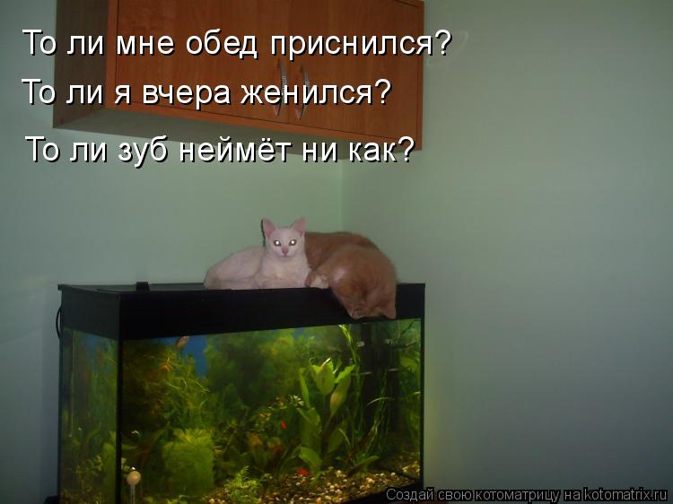 То ли мне обед приснился? То ли я вчера женился? То ли зуб неймёт ни как?... Котоматрица: То ли мне обед приснился? То ли я вчера женился? То ли зуб неймёт ни как?