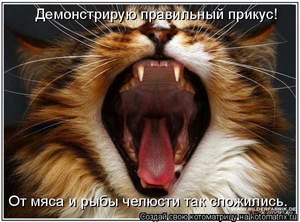 Демонстрирую правильный прикус! От мяса и рыбы челюсти так сложились.... Котоматрица: Демонстрирую правильный прикус! От мяса и рыбы челюсти так сложились.
