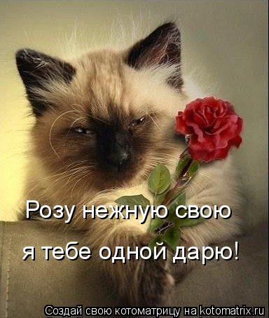Розу нежную свою я тебе одной дарю!... Котоматрица: Розу нежную свою я тебе одной дарю!