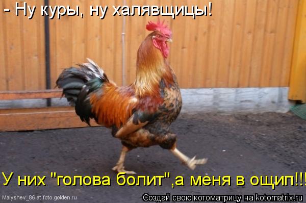 - Ну куры, ну халявщицы! У них "голова болит",а меня в ощип!!!... Котоматрица: - Ну куры, ну халявщицы! У них "голова болит",а меня в ощип!!!