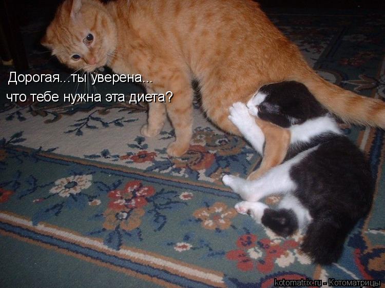 Дорогая...ты уверена... что тебе нужна эта диета?... Котоматрица: Дорогая...ты уверена... что тебе нужна эта диета?