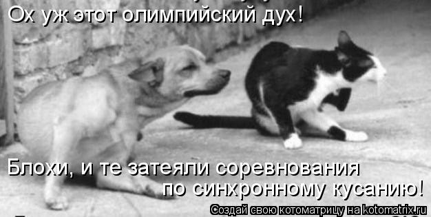 Ох уж этот олимпийский дух! Блохи, и те затеяли соревнования по синхронному кусанию!... Котоматрица: Ох уж этот олимпийский дух! Блохи, и те затеяли соревнования по синхронному кусанию!