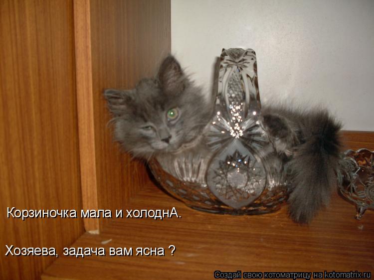 Корзиночка мала и холоднА. Хозяева, задача вам ясна ?... Котоматрица: Корзиночка мала и холоднА. Хозяева, задача вам ясна ?