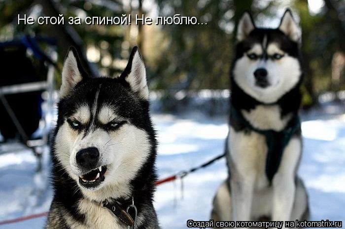 Не стой за спиной! Не люблю...... Котоматрица: Не стой за спиной! Не люблю...