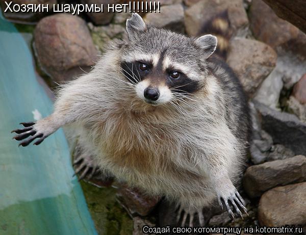 Хозяин шаурмы нет!!!!!!!!... Котоматрица: Хозяин шаурмы нет!!!!!!!!