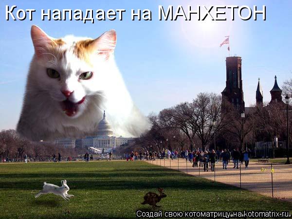 Кот нападает на МАНХЕТОН... Котоматрица: Кот нападает на МАНХЕТОН