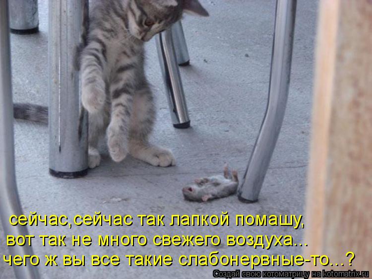 сейчас,сейчас так лапкой помашу, вот так не много свежего воздуха... чего ж вы все такие слабонервные... Котоматрица: сейчас,сейчас так лапкой помашу, вот так не много свежего воздуха... чего ж вы все такие слабонервные-то...?
