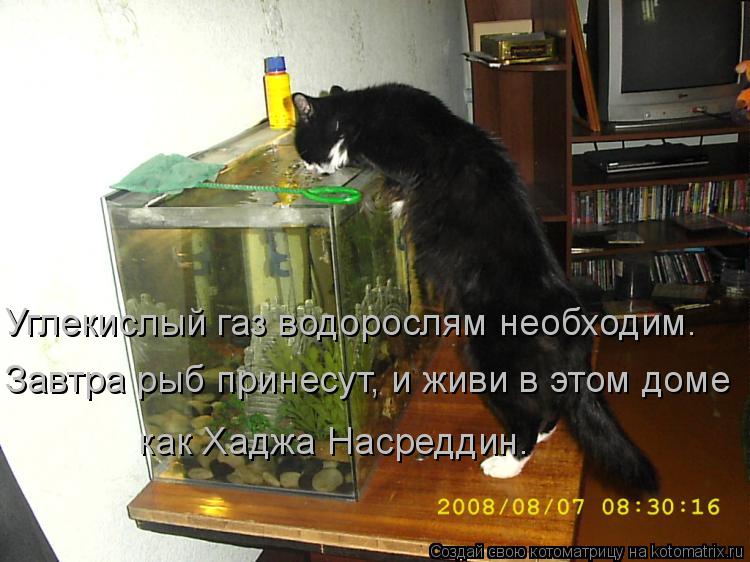 Углекислый газ водорослям необходим. Завтра рыб принесут, и живи в этом доме как Хаджа Насреддин.... Котоматрица: Углекислый газ водорослям необходим. Завтра рыб принесут, и живи в этом доме как Хаджа Насреддин.