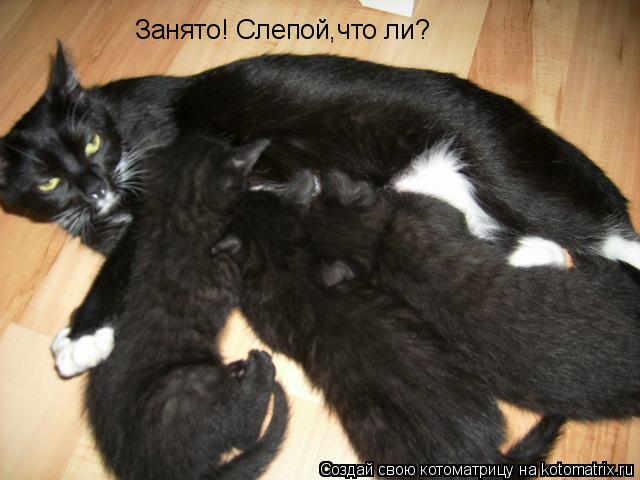 Занято! Слепой,что ли?... Котоматрица: Занято! Слепой,что ли?