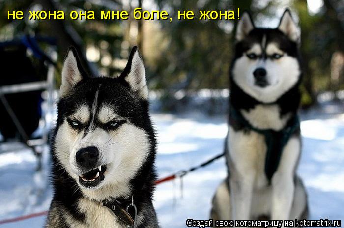не жона она мне боле, не жона!... Котоматрица: не жона она мне боле, не жона!