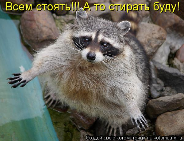 Всем стоять!!! А то стирать буду!... Котоматрица: Всем стоять!!! А то стирать буду!