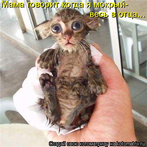 Мама говорит когда я мокрый- весь в отца...... Котоматрица: Мама говорит когда я мокрый- весь в отца...