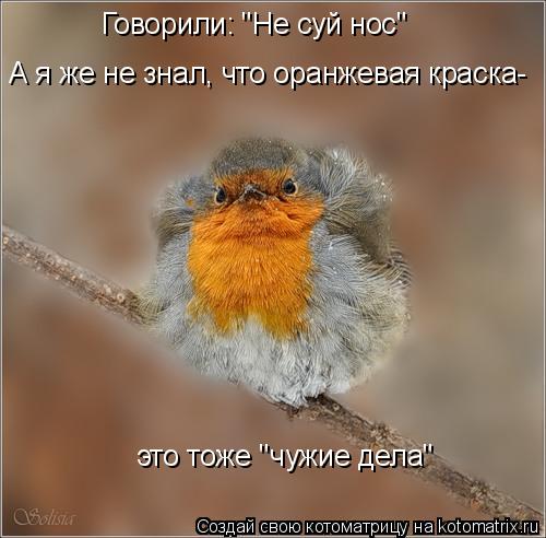 Говорили: "Не суй нос" А я же не знал, что оранжевая краска- это тоже "чужие дела"... Котоматрица: Говорили: "Не суй нос" А я же не знал, что оранжевая краска- это тоже "чужие дела"