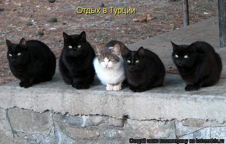 Отдых в Турции... Котоматрица: Отдых в Турции