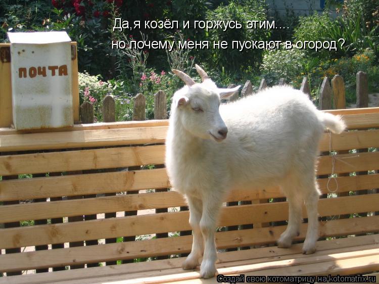 Да,я козёл и горжусь этим.... но почему меня не пускают в огород?... Котоматрица: Да,я козёл и горжусь этим.... но почему меня не пускают в огород?