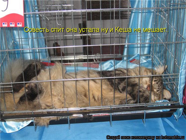 Совесть спит она устала ну и Кеша не мешает..... Котоматрица: Совесть спит она устала ну и Кеша не мешает..