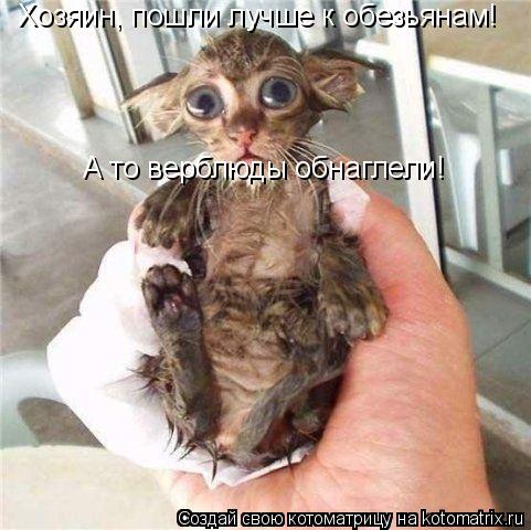 Хозяин, пошли лучше к обезьянам! А то верблюды обнаглели!... Котоматрица: Хозяин, пошли лучше к обезьянам! А то верблюды обнаглели!