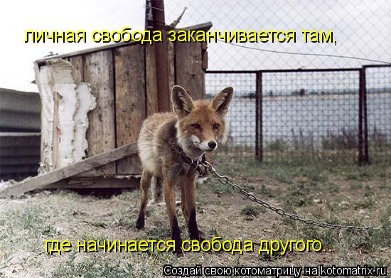 личная свобода заканчивается там, где начинается свобода другого..... Котоматрица: личная свобода заканчивается там, где начинается свобода другого..