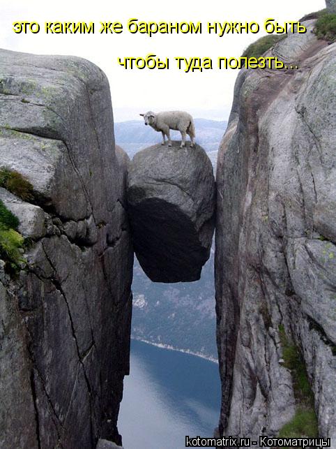это каким же бараном нужно быть чтобы туда полезть...... Котоматрица: это каким же бараном нужно быть чтобы туда полезть...