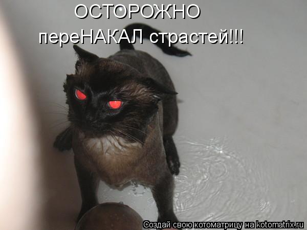 ОСТОРОЖНО переНАКАЛ страстей!!!... Котоматрица: ОСТОРОЖНО переНАКАЛ страстей!!!