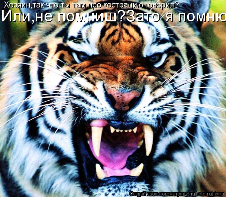 Хозяин,так что ты там про кострацию говорил? Или,не помниш?Зато я помню!... Котоматрица: Хозяин,так что ты там про кострацию говорил? Или,не помниш?Зато я помню!