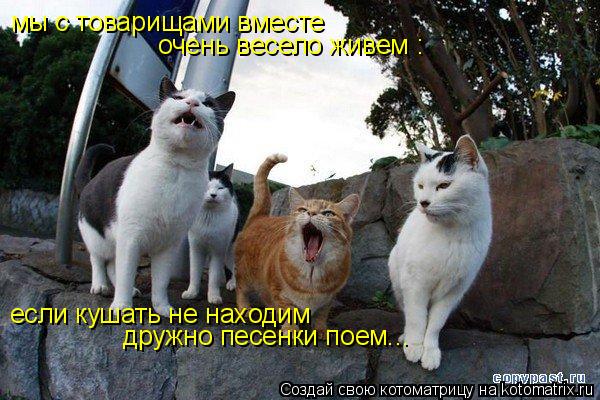 мы с товарищами вместе очень весело живем : если кушать не находим дружно песенки поем...... Котоматрица: мы с товарищами вместе очень весело живем : если кушать не находим дружно песенки поем...