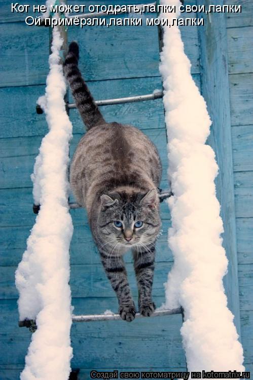 Кот не может отодрать,лапки свои,лапки Ой примёрзли,лапки мои,лапки... Котоматрица: Кот не может отодрать,лапки свои,лапки Ой примёрзли,лапки мои,лапки